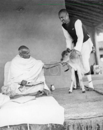 Foto de Mahatma Gandhi acariciando a un ternero recién nacido de cuatro horas de edad, con la ashramita Balwant Singh, quien estaba a cargo de la granja lechera en Sevagram Ashram, 1939 - Imagen libre de derechos