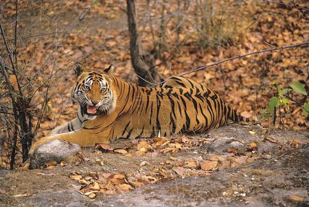 Tiger Panthera tigris sitting , Bandhavgarh National Park , Madhya Pradesh , India