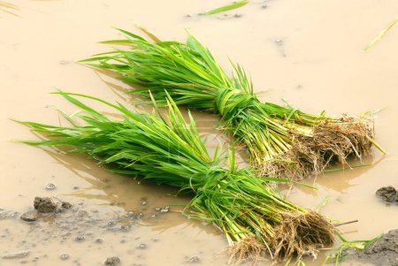 Téléchargez les photos : Bouquet de riz dans de l'eau boueuse pour semis, Madh, Malshej Ghat, Maharashtra, Inde - en image libre de droit
