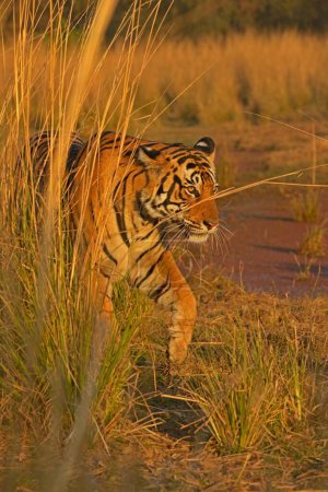 Téléchargez les photos : Tigre du Bengale, parc national de Ranthambore, rajasthan, Inde, Asie - en image libre de droit