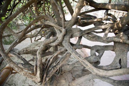 Tree in nidhivan, vrindavan, uttar pradesh, india, asia