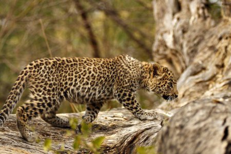 Foto de Cachorro de leopardo Panthera pardus, Parque Nacional Ranthambore, Rajastán, India - Imagen libre de derechos
