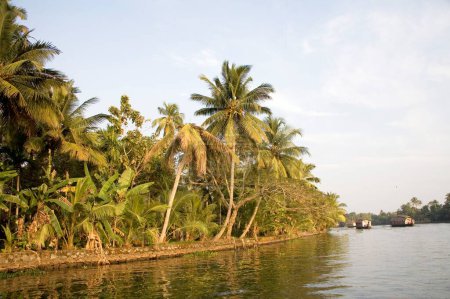Photo for Coconut trees near at Backwaters , Alleppey , Kerala , India - Royalty Free Image