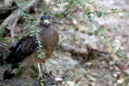 Águila pescadora de cabeza gris, sasan gir, Gujarat, India, Asia