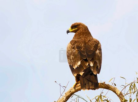 Photo for Steppe Eagle Bikaner, Rajasthan, India, Asia - Royalty Free Image