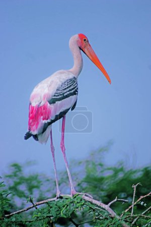 Gemalter Storchvogel, telineelapuram, tekkali, andhra pradesh, Indien, Asien