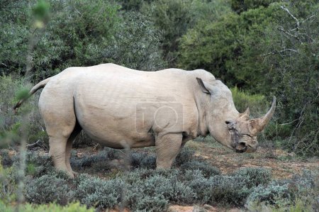 Foto de Rinoceronte salvaje en Sudáfrica - Imagen libre de derechos
