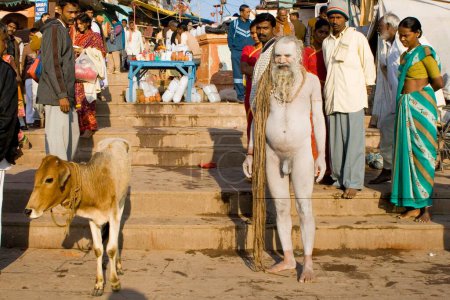 Hindu saint naga baba Shivdasgiri with cow in Varanasi on Ganga river ; Uttar Pradesh ; India MR707A
