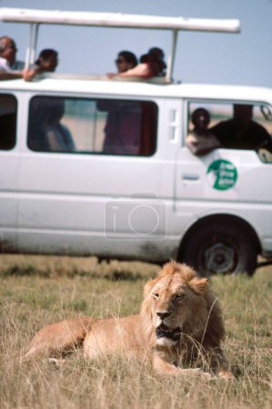 Photo for Lion and Tourists Panthera Leo, Masai Mara, Kenya, Africa - Royalty Free Image