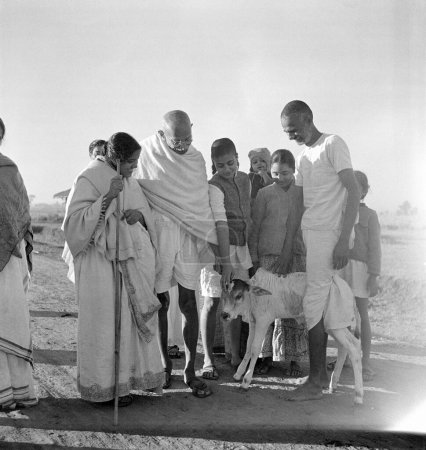 Foto de Abha Gandhi, de pie junto al Mahatma Gandhi, acariciando a un ternero joven en Sevagram Ashram, Vardha, Maharashtra, India, 1940 - Imagen libre de derechos