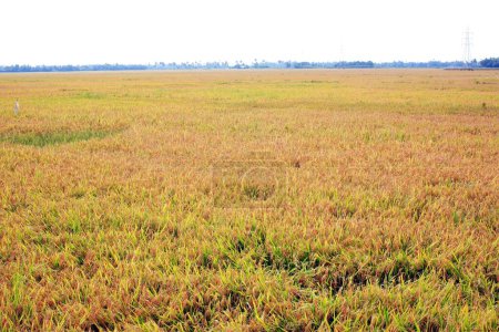 Foto de Campo de arroz; Kuttanadu; Alappuzha; Kerala; India - Imagen libre de derechos