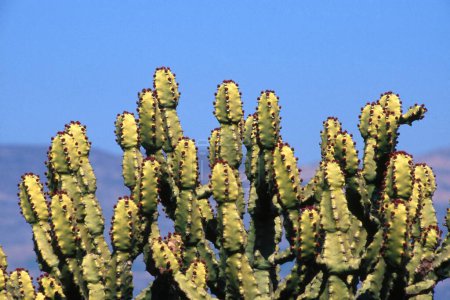 Foto de Cactus , malshej ghat , dist thane , maharashtra , india - Imagen libre de derechos