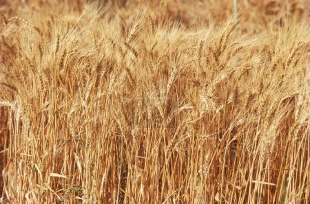 Campo de trigo listo para la cosecha
