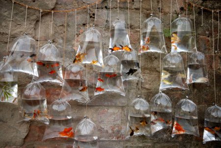 Foto de Peces, Varias especies de peces mantenidos para la venta en bolsa de plástico, India - Imagen libre de derechos