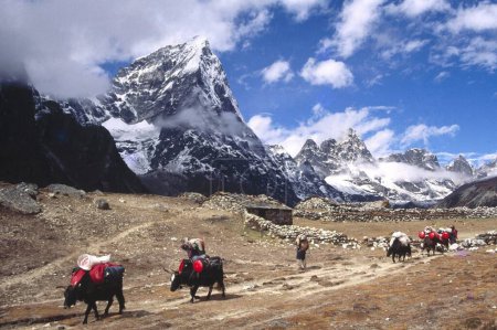 Téléchargez les photos : Yaks transportant des bagages de randonneurs au village de Dusa, région du mont Everest, Népal - en image libre de droit