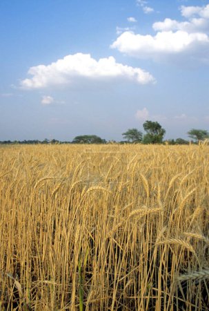 champ de blé ; mahabaleshwar ; Inde
