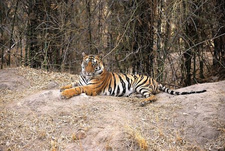 Tiger Panthera tigris sitting , Bandhavgarh National Park , Madhya Pradesh , India