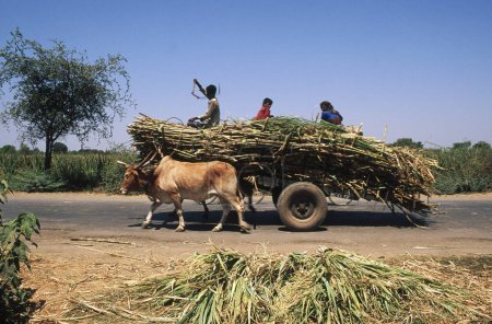 Photo for Bullock cart loaded with sugarcane , ahmednagar , maharashtra , india - Royalty Free Image