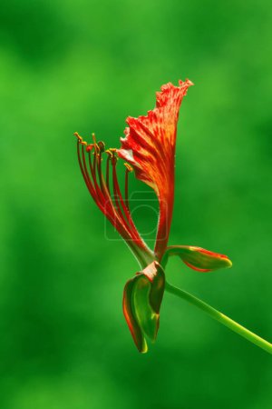 Gulmohar Blume, visakhapatnam, andhra pradesh, Indien, Asien