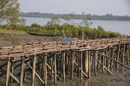 Bambus-Stelzensteg, Pakhiralay, Gosaba, Sunderban, South 24 Pargana, Westbengalen, Indien