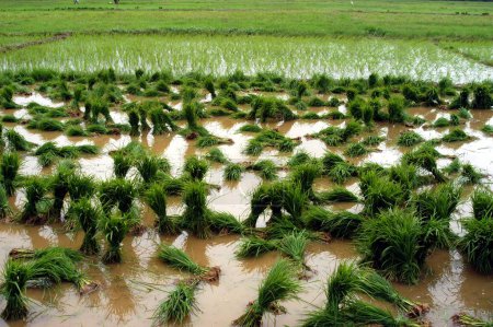 Téléchargez les photos : Des rizières à Goa ; Inde - en image libre de droit