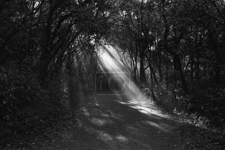 Téléchargez les photos : Rayons de soleil dans le sentier forestier Matheran Maharashtra Inde Asie 1973 - en image libre de droit