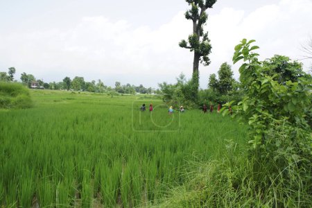 Foto de Campo de arroz; Devdha; Nepal - Imagen libre de derechos