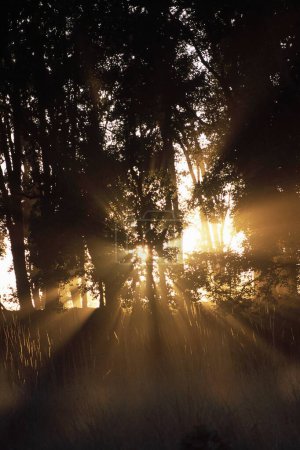 Photo for Sunrays through trees , Bhandhavgarh , Madhya Pradesh , India - Royalty Free Image