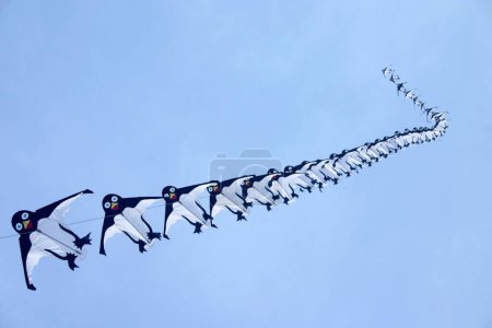 Festival de cerfs-volants ; Makara Sankranti est célébrée avec cerf-volant le 14 Janvier ; Bombay Mumbai ; Maharashtra ; Inde