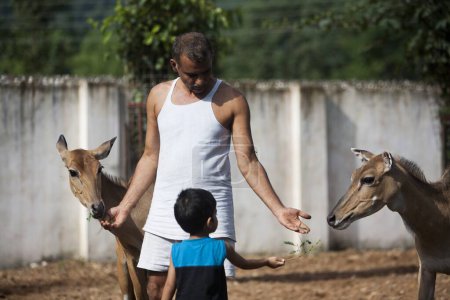 Téléchargez les photos : Dr prakash amte nourrir cerf, nagpur, maharashtra, Inde, Asie - en image libre de droit