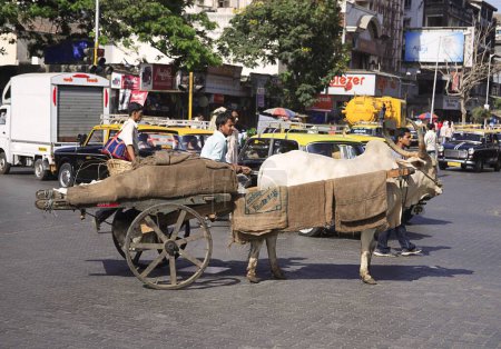 Foto de Carro Bullock en Maulana Shaukatali carretera; Grant carretera; Bombay ahora Mumbai; Maharashtra; India - Imagen libre de derechos