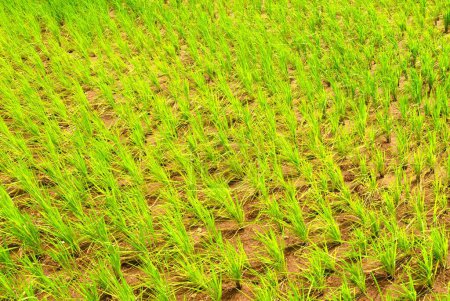 Téléchargez les photos : Culture luxuriante de rizières verdoyantes à Malshej Ghat, Maharashtra, Inde - en image libre de droit