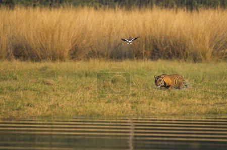 Bengalischer Tiger im Ranthambhore Nationalpark, Rajasthan, Indien, Asien