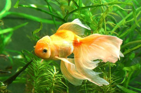 Foto de Peces, peces de oro (Oranda chino Hi Cap) Nombre latino (Carassius Auratus) (Ptero Phyllum Scalare) - Imagen libre de derechos