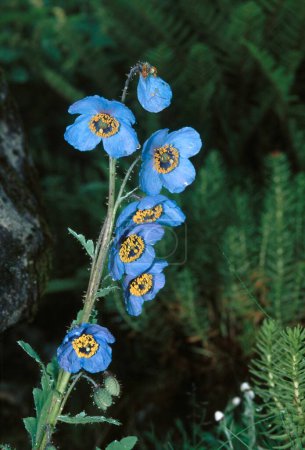 Foto de Amapola azul del Himalaya Meconopsis betonicifolia - Imagen libre de derechos