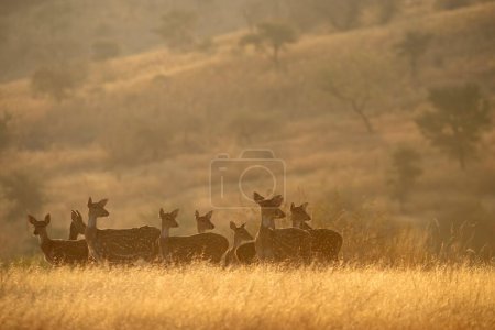 Una pequeña manada de eje de ciervos manchados mirando hacia fuera alerta en los pastizales secos del parque nacional Ranthambhore, India