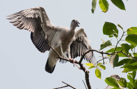 Offene Rechnung Storch Kalkutta Westbengalen Indien Asien