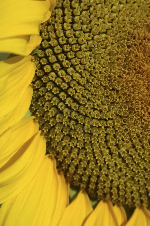 Photo for Sunflower (Latin Name Helianthus annuus) , Sunflower plant , Talegaon , Maharashtra  , India - Royalty Free Image