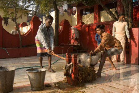 Foto de Sacrificio religioso de cabra en el templo de Rajrappa y el templo de Maa Chhinna Mastika, Rajrappa; Jharkhand; India - Imagen libre de derechos