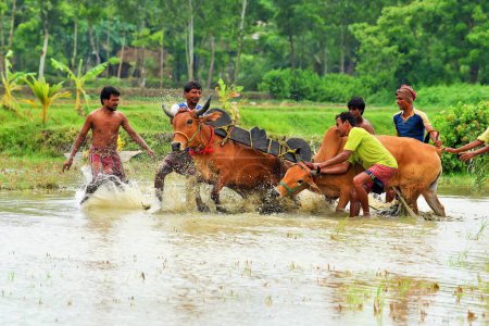 Foto de Festival de carreras de ganado de Moichara Pueblo de Herobhanga, Estación de tren de Canning, Bengala Occidental, India, Asia - Imagen libre de derechos