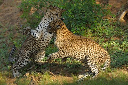 Dos leopardos juegan en el parque nacional de Yala, Sri Lanka