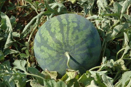 Photo for Fruits ; WaterMelon ; Botanical Name ; Citrullus vulgaris ; Family ; Cucurbitaceae ; Sweet ; Red in colour from inside ; Water Melon in the field ; At Kudal ; Dist Sindhudurga ; Maharashtra ; India - Royalty Free Image