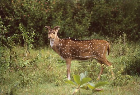 One Chital or spotted deer Axis axis , Bandipur wildlife sanctuary , Karnataka , India