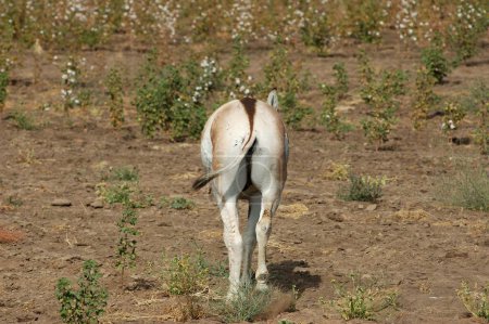 Wild Ass Equus Hemionus Pallas in cotton field ; Gujarat ; India