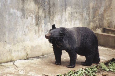 Wild Life, Black Bear (selenarctos thibetanus) en Koti cerca de Simla, Himachal Pradesh, India