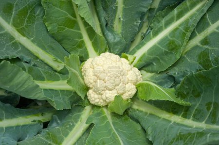 Vegetable ; cauliflower brassica oleracea ; Ozar ; Pune ; Maharashtra ; India 2010