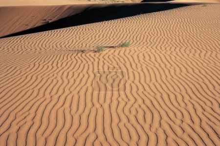 Foto de Coral Sand Dunes; Utah; Estados Unidos de América - Imagen libre de derechos