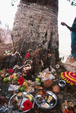 Téléchargez les photos : Vat banyan Tree on Vat Savitri Festival ou Vat Purnima Festival, panchgani, maharashtra, Inde - en image libre de droit