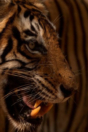 Téléchargez les photos : Tête d'un tigre du Bengale dans le parc national de Ranthambhore en Inde - en image libre de droit