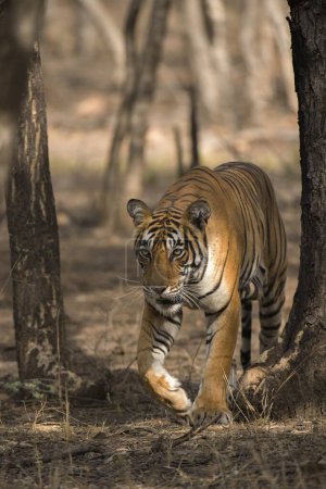 Tigre du Bengale dans le parc national de Ranthambhore, rajasthan, Inde, Asie